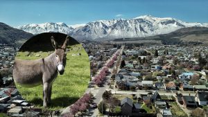 burro