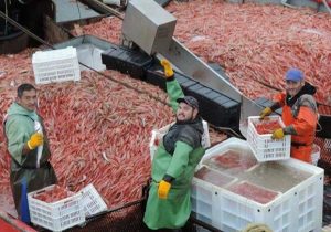 langostino