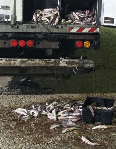 pescado